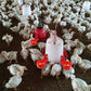 🐔automatisk dricksfontän för fjäderf