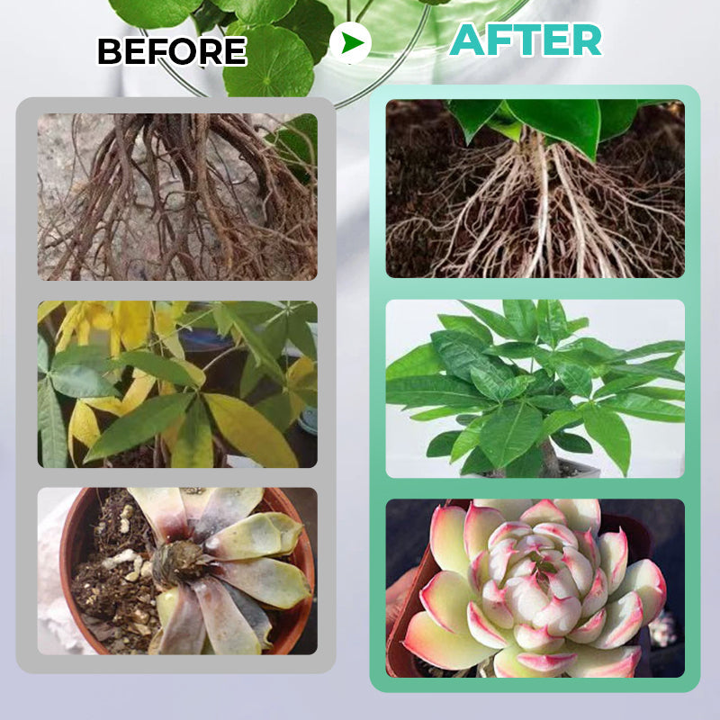 Hydroponisk näringslösning för växttillväxt🌱⚗️💚